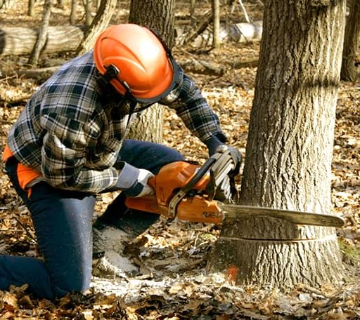 Tree Removal in Alverda, PA